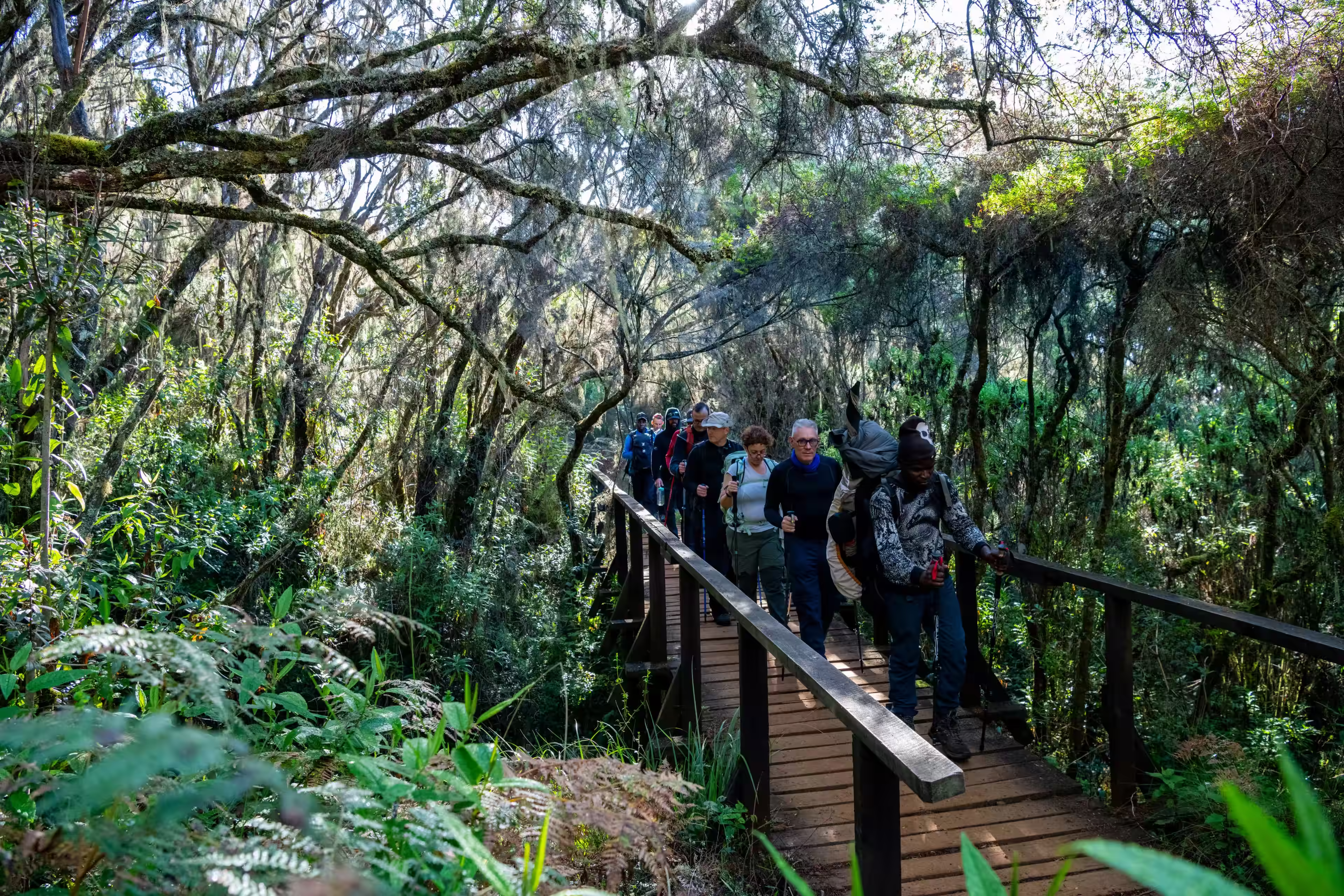 La passerelle sous les lichens