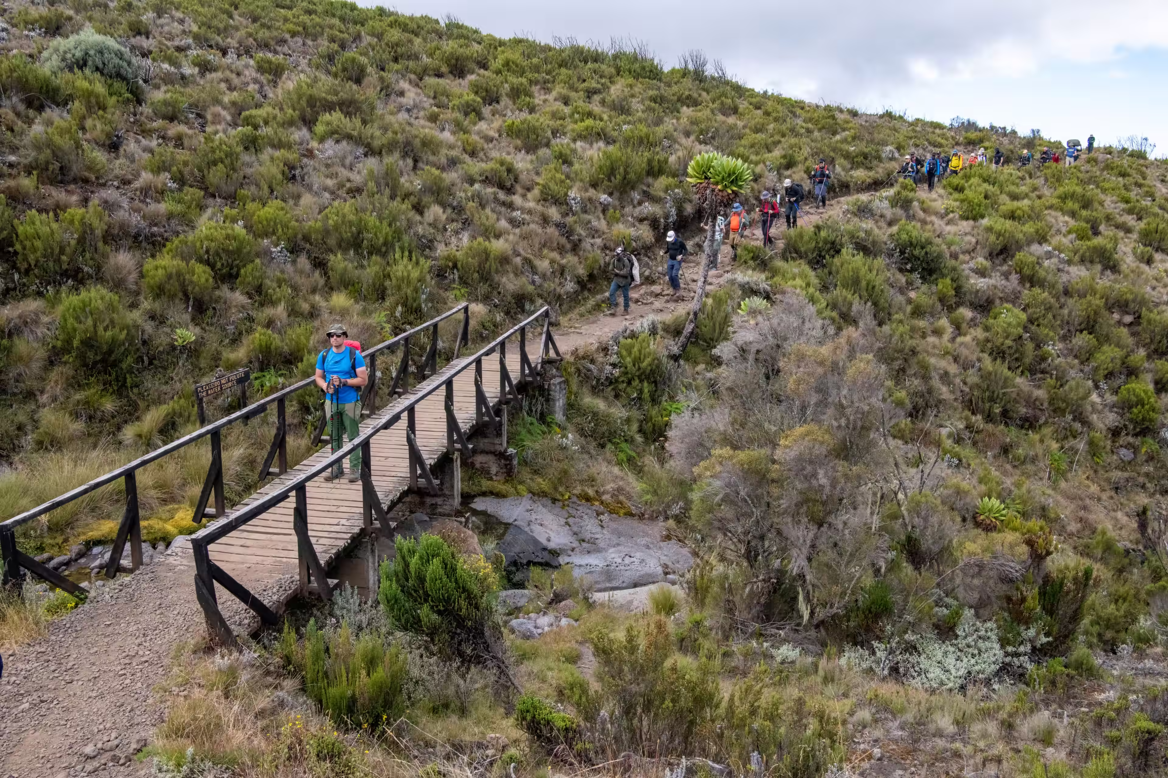 Le pont, la lobélie, la longue file