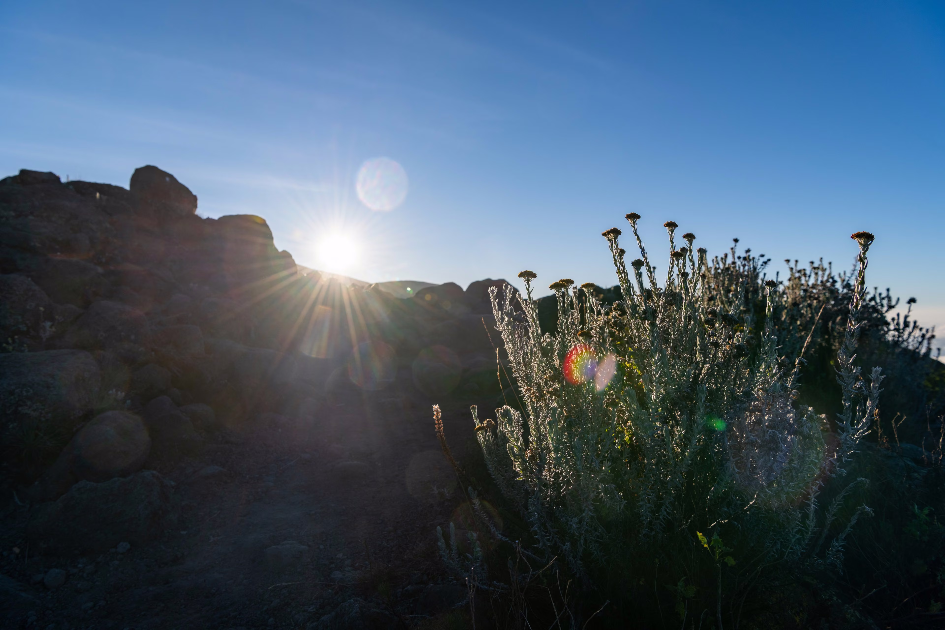 Le soleil dans les immortelles